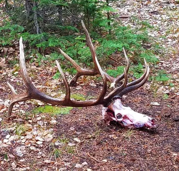 Capitol Peak Outfitters - DIY Elk/Deer Drop Camp Hunt