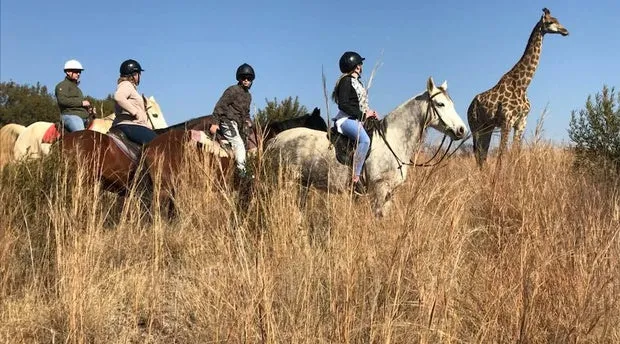 Horseback Safaris Hartbeespoort South Africa